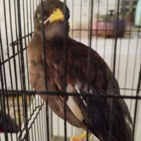 مرغ مینا گمشده|حیوانات|شوشتر, |دیوار