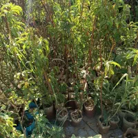 بادام جی آن و رویشی ....