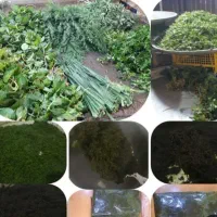 سبزی خورشتی  آبپز سرخ شده|خوردنی و آشامیدنی|اهواز, کوروش|دیوار