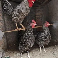 مرغ و خروس آمروک اصل