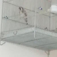 سهره نر سه سال قفس گرمای