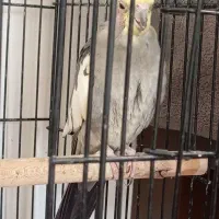 فنچ‌نر‌وماده‌عروس‌هلندی‌مرغ‌گلین‌ومرغ‌مینیاتوری|پرنده|مشهد, شهید معقول|دیوار