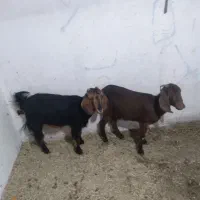 ده عدد بزشیری|حیوانات مزرعه|ملایر, |دیوار