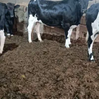 فروش گاو ابست 6ماهه