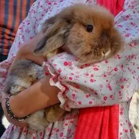 خرگوش لوپ هلندی