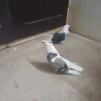 کبوتر  زمینی خوشگل دوبالی و سرکه ای سبز