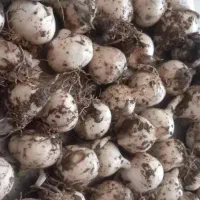 موسیر درجه یک کوهی