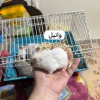 تعدادی همستر زیبا و باهوش|موش و خرگوش|تهران, حبیب الله|دیوار