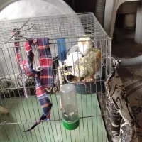 عروس هلندی جفت دوساله|پرنده|نکا, |دیوار