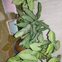 گل طبیعی|گل و گیاه طبیعی|سنقر, |دیوار