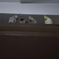 جوجه عروس هلندی