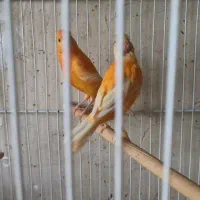 قناری نر و‌‌ ماده آماده|پرنده|تهران, مینای جنوبی|دیوار
