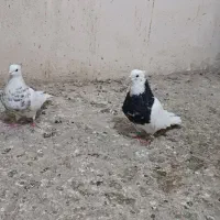 طوقی کاکلی و کله دم سبز|پرنده|همدان, |دیوار