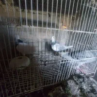 کبوتر مناسب  نوبازی