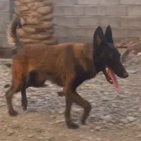 مالینیوز دوساله ماده با رنگ بندی بینظیر