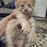 گربه خوشکل و ناز نازی
