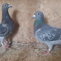 چاپی|پرنده|هیرمند, |دیوار