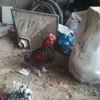 فروش ویژه خروس