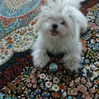 سگ نر دوساله عقیم نشده