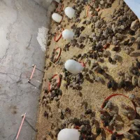 جوجه بلدرچین ۱۰روزه