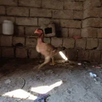 مرغ لاری اصل