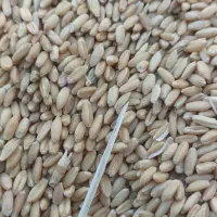 گندم دیم بوجاری شده