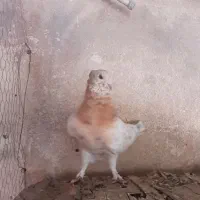 کفتر|پرنده|تهران, خانی‌آباد|دیوار