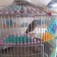 سهره|پرنده|سبزوار, اسلام آباد|دیوار