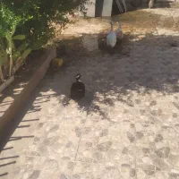 پرندگان|حیوانات مزرعه|خرمشهر, |دیوار