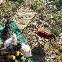 خروس محلی خوشرنگ باروک دم تخم