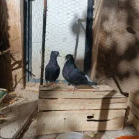 یک جفت دم سفید|پرنده|اسفراین, |دیوار