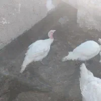 بوقلمون  زنده
