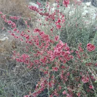 فروش ۱۰۰۰متر زمین جهت خونه باغ در بحیری