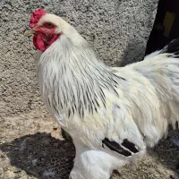خروس نژاد برهما