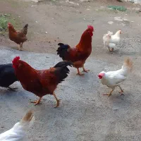 خروس محلی|حیوانات مزرعه|آستارا, |دیوار