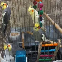 عروس هلندی  جفت. طلایی. و خاص