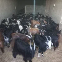 فروش ۶۰راس کهره نر