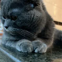 واگذاری گربه اسکاتیش بلو|گربه|اهواز, پردیس|دیوار