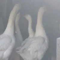 غوغاز دورگه|حیوانات مزرعه|نکا, |دیوار