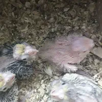 عروس هلندی|پرنده|اصفهان, ارداجی|دیوار