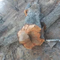 فروش چوب گردو رنگ قهوه ای|عمدهفروشی|مروست, |دیوار