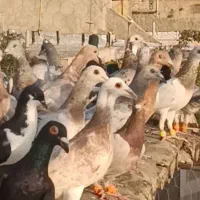 هفرنگ خطی|پرنده|اقبالیه, |دیوار