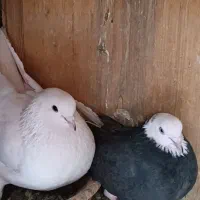 کفتر سفید مهر شازده سیاه