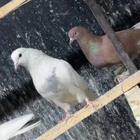 کفتر کبوتر|پرنده|تهران, حکیمیه|دیوار