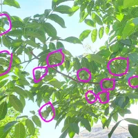 پیوند و هرس درختان|خدمات باغبانی و درختکاری|دماوند, دماوند|دیوار