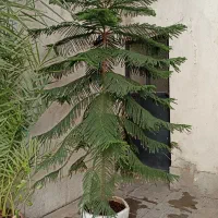 درخت کاج مطبق|گل و گیاه طبیعی|تهران, سلسبیل شمالی|دیوار