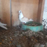 جوجه پشتی سینه فر