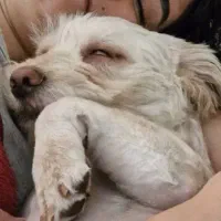 بالش درمانی میکروفایبر خداحافظی با گردن‌درد کمردرد|رختخواب، بالش، پتو|ساری, |دیوار