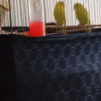 دوجفت مرغ عشق دوساله