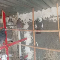کفتر نروماده